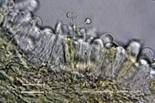 Rötlicher Lacktrichterling, Foto 39