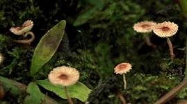 Rötlicher Schirmling, Foto 6