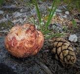 Rötlicher Wurzeltrüffel, Foto 13