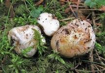 Rötlicher Wurzeltrüffel, Foto 14