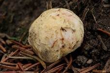 Rötlicher Wurzeltrüffel, Foto 23