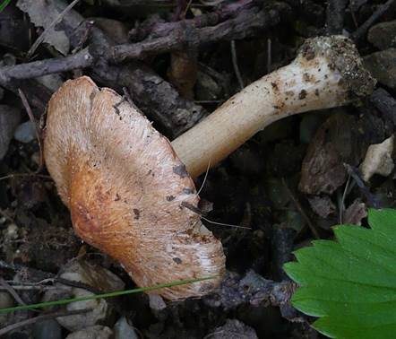 Rötlichfuchsiger Risspilz, Foto 2