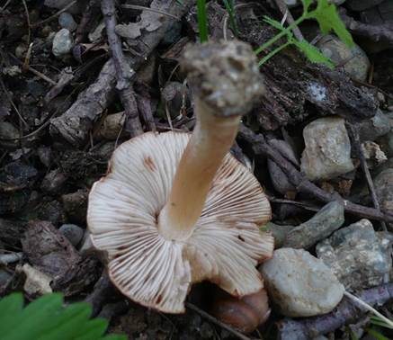 Rötlichfuchsiger Risspilz, Foto 3