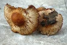 Rötlichfuchsiger Risspilz, Foto 4