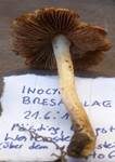 Rötlichfuchsiger Risspilz, Foto 7
