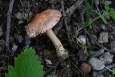Rötlichfuchsiger Risspilz, Foto 8