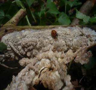Rötlichgefleckter Kammpilz, Foto 2