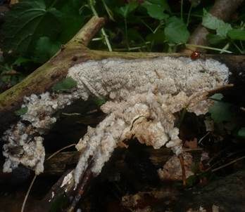 Rötlichgefleckter Kammpilz, Foto 3