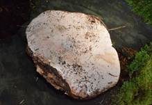 Rotrandiger Baumschwamm, Foto 17
