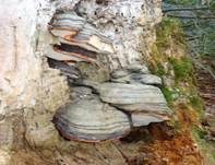 Rotrandiger Baumschwamm, Foto 20