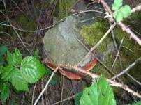 Rotrandiger Baumschwamm, Foto 28