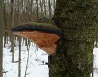 Rotrandiger Baumschwamm, Foto 31