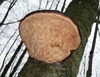 Rotrandiger Baumschwamm, Foto 33