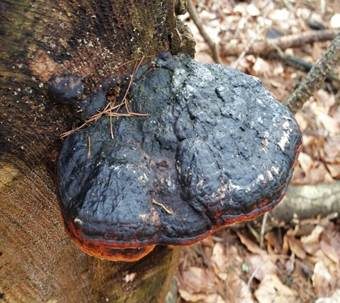 Rotrandiger Baumschwamm, Foto 6