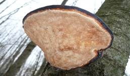 Rotrandiger Baumschwamm, Foto 42
