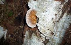 Rotrandiger Baumschwamm, Foto 47