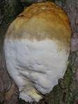 Rotrandiger Baumschwamm, Foto 63