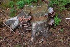 Rotrandiger Baumschwamm, Foto 66
