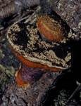 Rotrandiger Baumschwamm, Foto 72