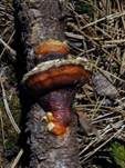 Rotrandiger Baumschwamm, Foto 73