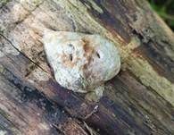 Rotrandiger Baumschwamm, Foto 75