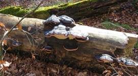 Rotrandiger Baumschwamm, Foto 81