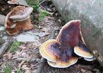 Rotrandiger Baumschwamm, Foto 84