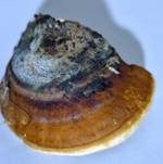 Rotrandiger Baumschwamm, Foto 97