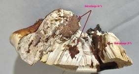 Rotrandiger Baumschwamm, Foto 98