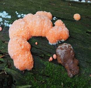 Rotschichtschleimpilz, Foto 4
