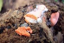 Rotschichtschleimpilz, Foto 6