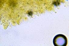 Rotschopf-Helmling, Foto 13