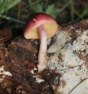Rotschuppiger Flämmling, Foto 2