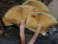 Rotschuppiger Flämmling, Foto 6
