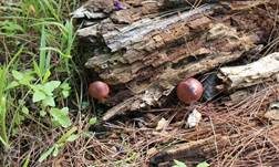 Rotschuppiger Flämmling, Foto 8