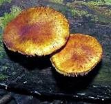 Rotschuppiger Flämmling, Foto 10