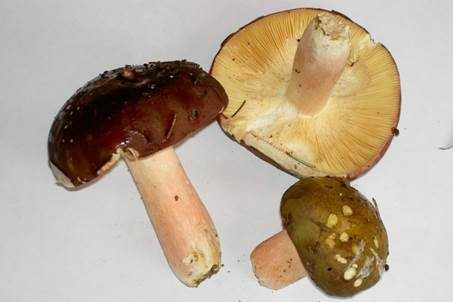 Rotstieliger Ledertäubling, Foto 2