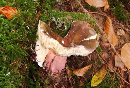 Rotstieliger Ledertäubling, Foto 3