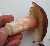 Rotstieliger Ledertäubling, Foto 15