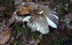 Rotstieliger Ledertäubling, Foto 17