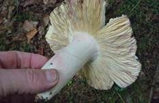 Rotstieliger Ledertäubling, Foto 18