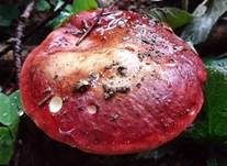 Rotstieliger Ledertäubling, Foto 22