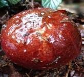 Rotstieliger Ledertäubling, Foto 24