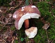 Rotstieliger Ledertäubling, Foto 6