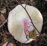Rotstieliger Ledertäubling, Foto 9