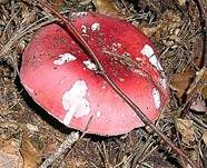 Rotstieliger Ledertäubling, Foto 10