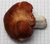 Rotstieliger Reiftäubling, Foto 10