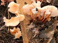 Rotstieliger Rübling, Foto 12