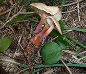 Rotstieliger Rübling, Foto 16