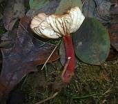 Rotstieliger Rübling, Foto 18